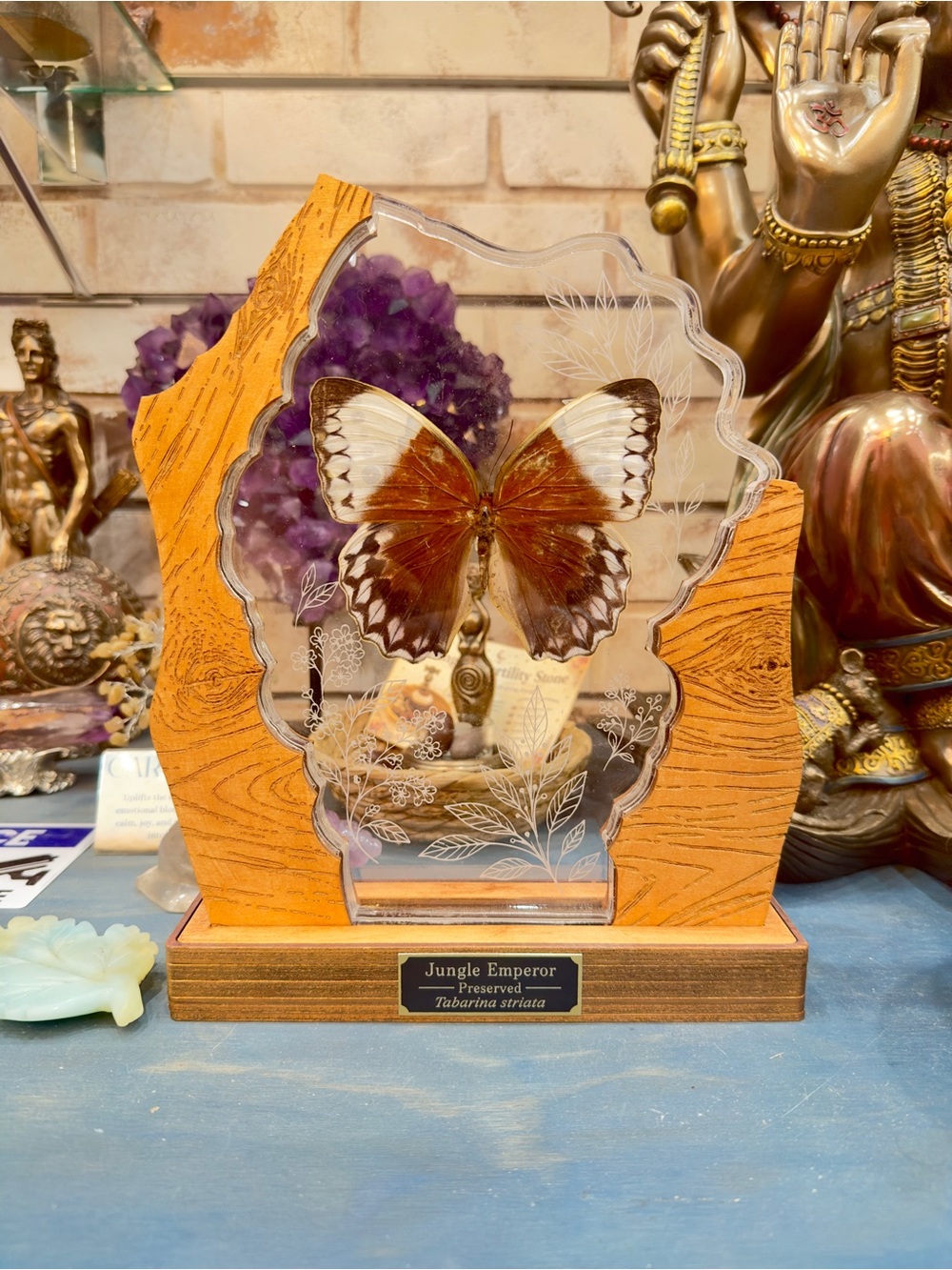 Preserved Jungle Emperor Butterfly display in Brown and Cream